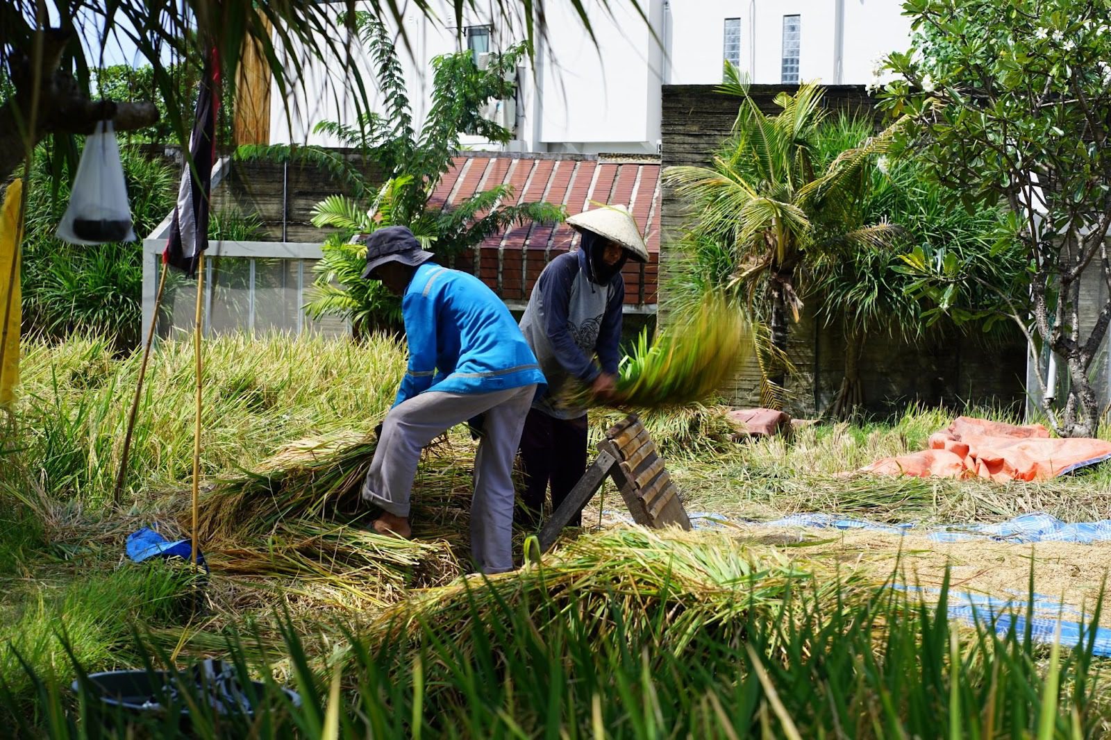 Best Rice Field View in Canggu: A Living Landscape at Shore Amora Canggu